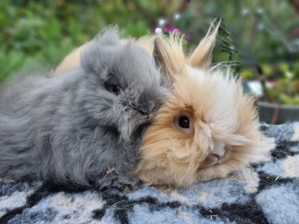 Teddy dwerg konijn koppel gecastreerd rammetje, Dieren en Toebehoren, Mannelijk, Dwerg