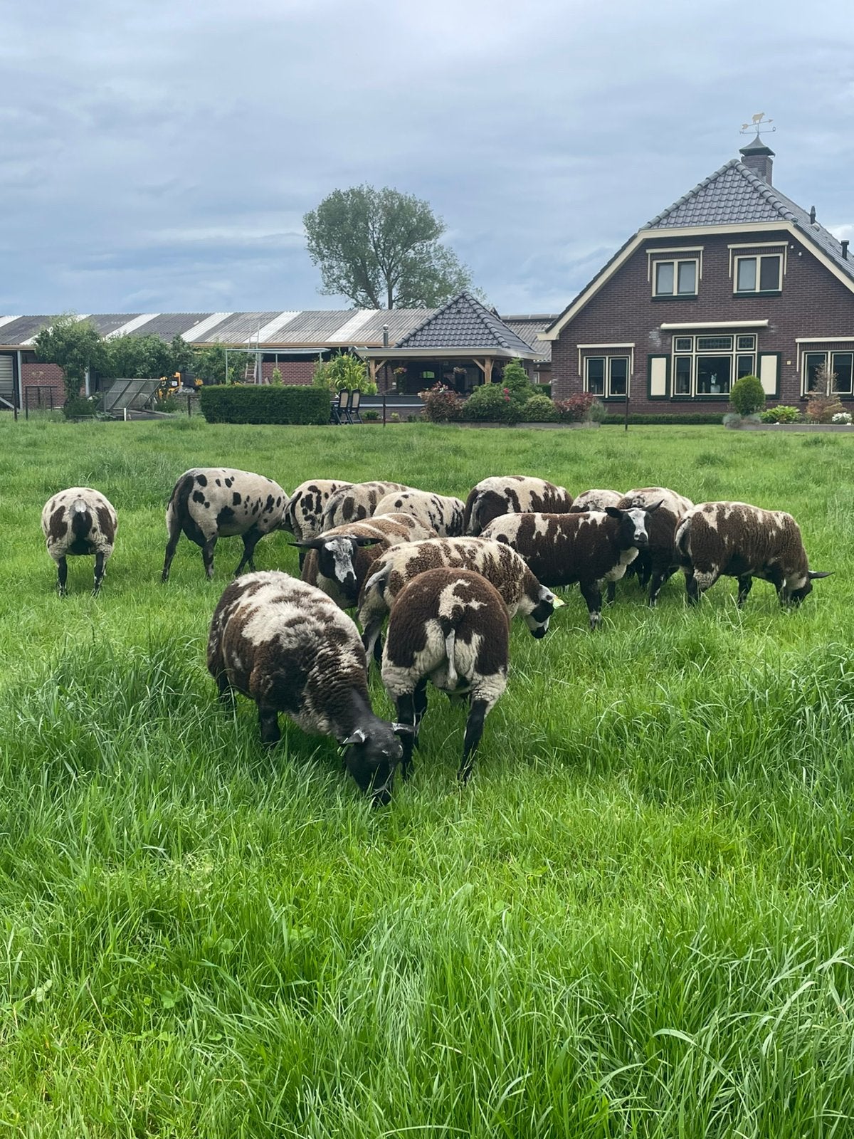 Zwoegervrije bonte dek rammen, Dieren en Toebehoren, Schapen, Geiten en Varkens, Mannelijk, Schaap