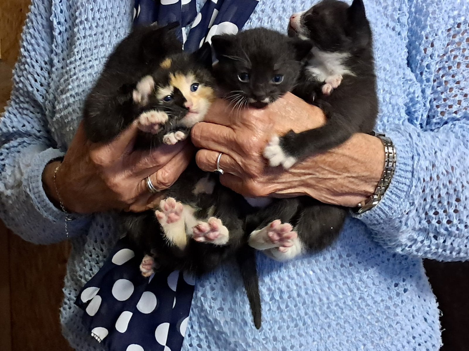 Boerderijkittens te koop
