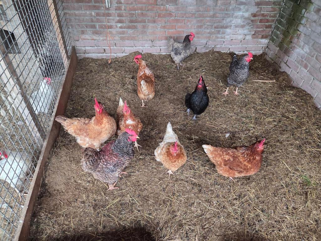 Kippen, Vrouwelijk, Kip