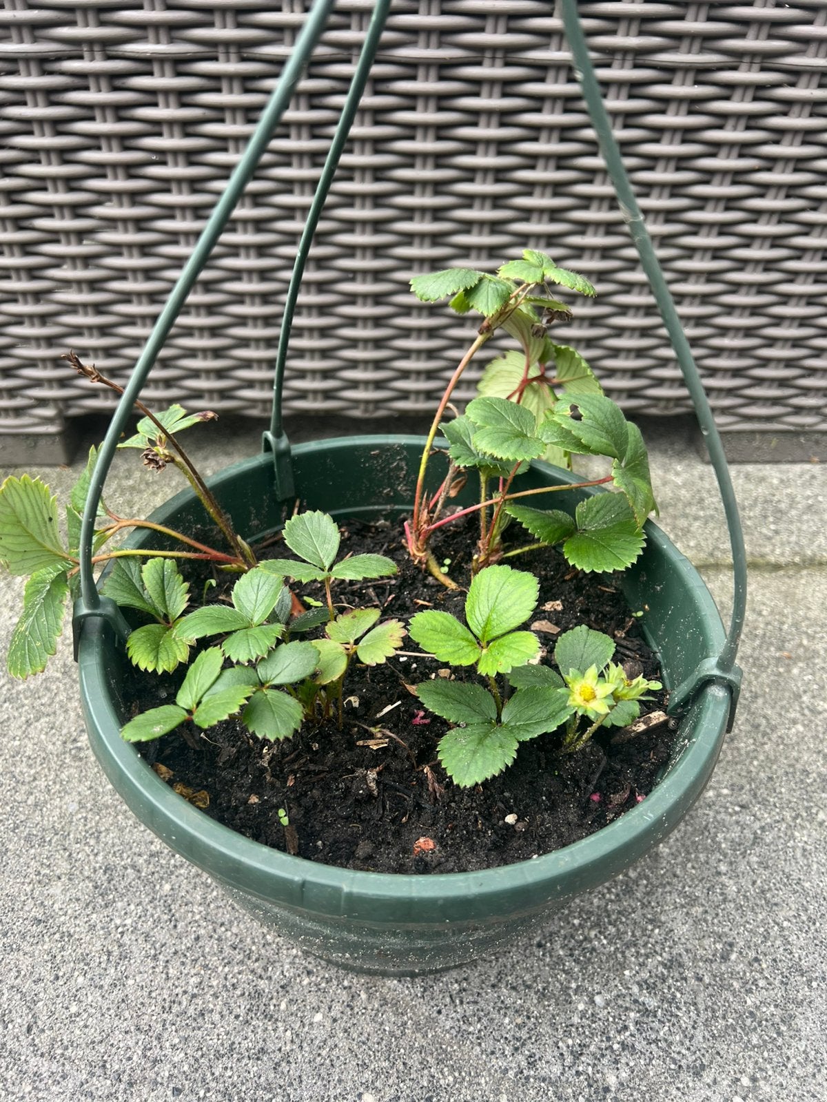 Doorbloeiende aardbeien, Ophalen of Verzenden, Volle zon