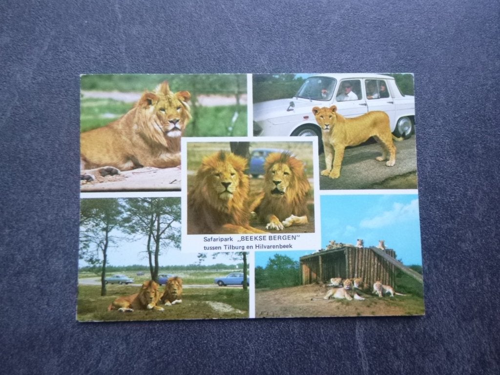 Tilburg, Beekse Bergen safaripark, leeuwen 1979, Verzenden, 1960 tot 1980, Gelopen, Noord-Brabant
