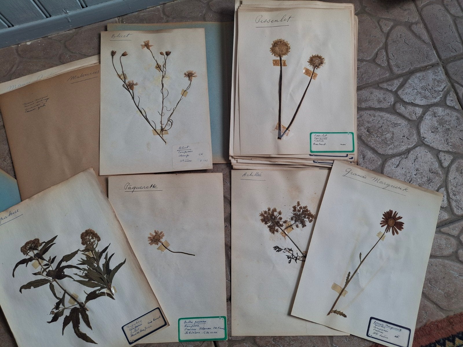 Vintage Herbarium Collectie - Gedroogde Planten, Verzamelen, Ophalen of Verzenden, Gebruikt