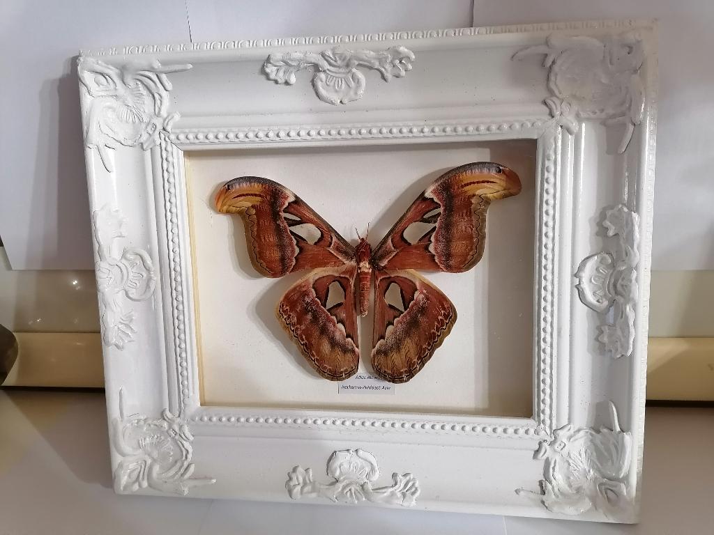 Taxidermy, Verzenden, Nieuw, Insect, Opgezet dier