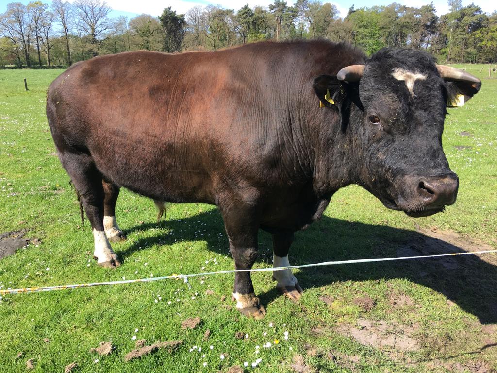 Dekstier brandrood, Dieren en Toebehoren, Runderen, Mannelijk, 3 tot 6 jaar