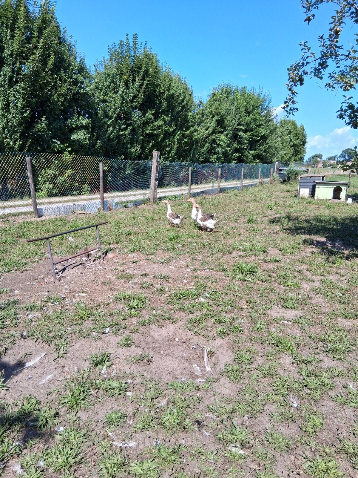 trio ganzen, Meerdere dieren, Gans of Zwaan