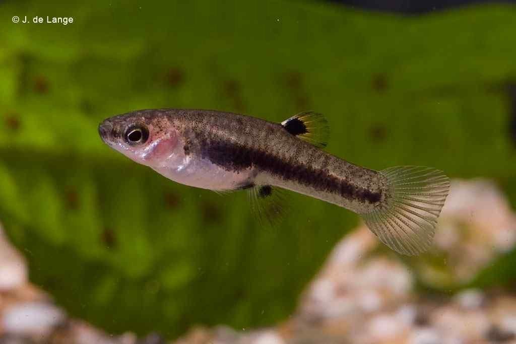 Heterandria formosa 
Kleinste levendbarende tandkarper. Erg, Vis
