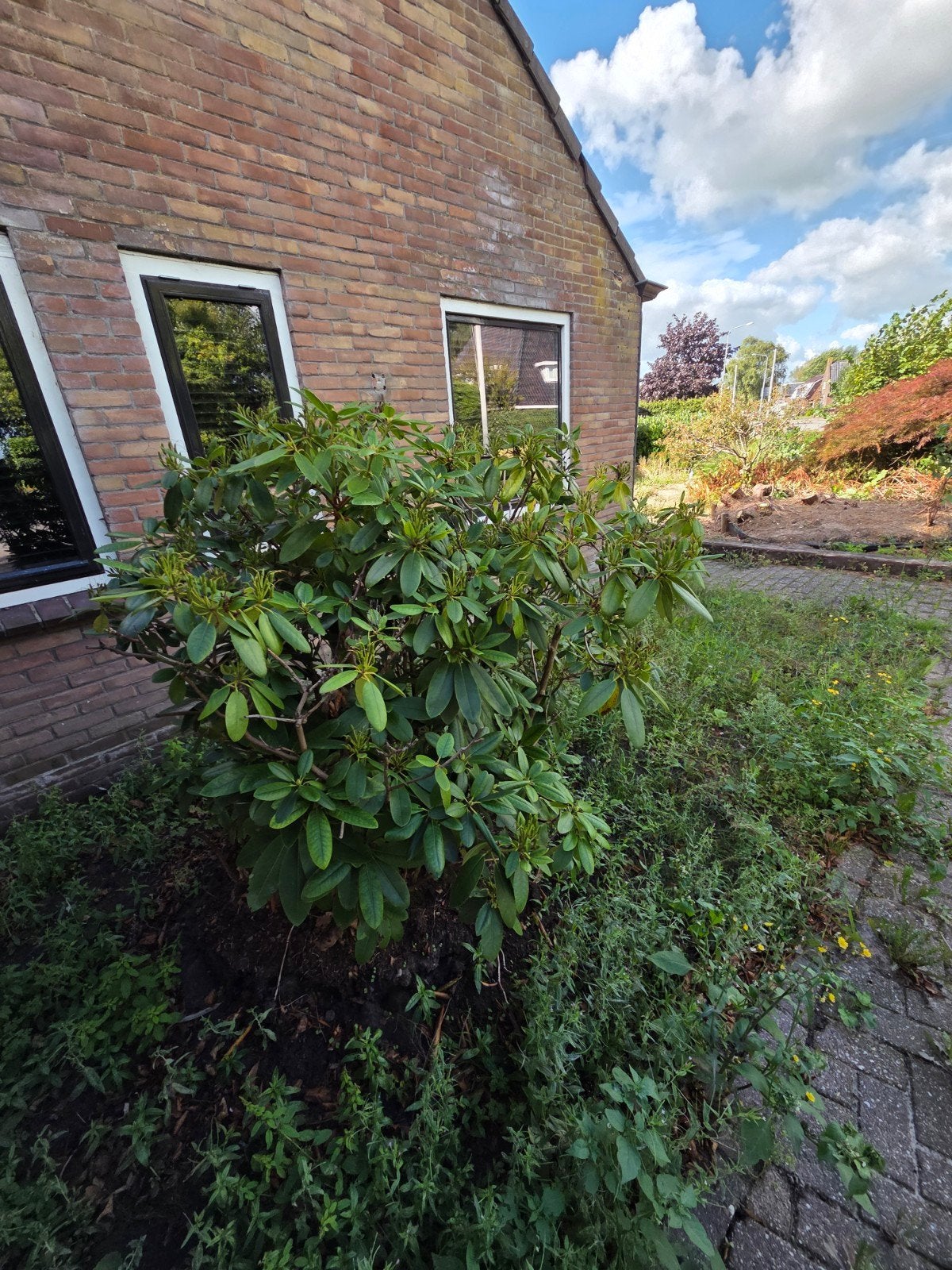 Grote Rhododendron - Zelf Ophalen, Ophalen, Rhododendron, Struik, 100 tot 250 cm