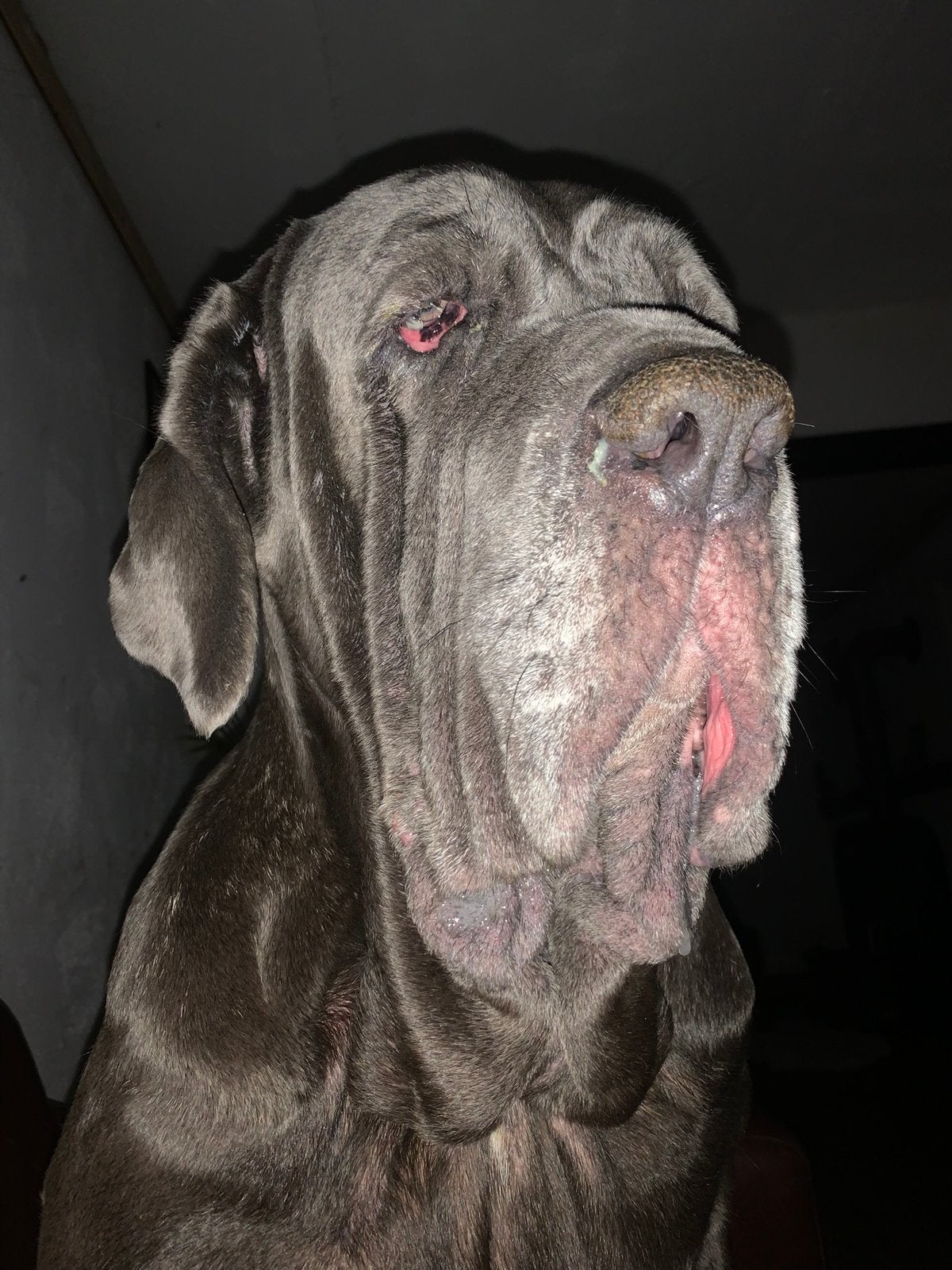 Ik zoek een Mastino napoletano, 15 weken tot 1 jaar, Overige rassen, Meerdere dieren, Eén hond