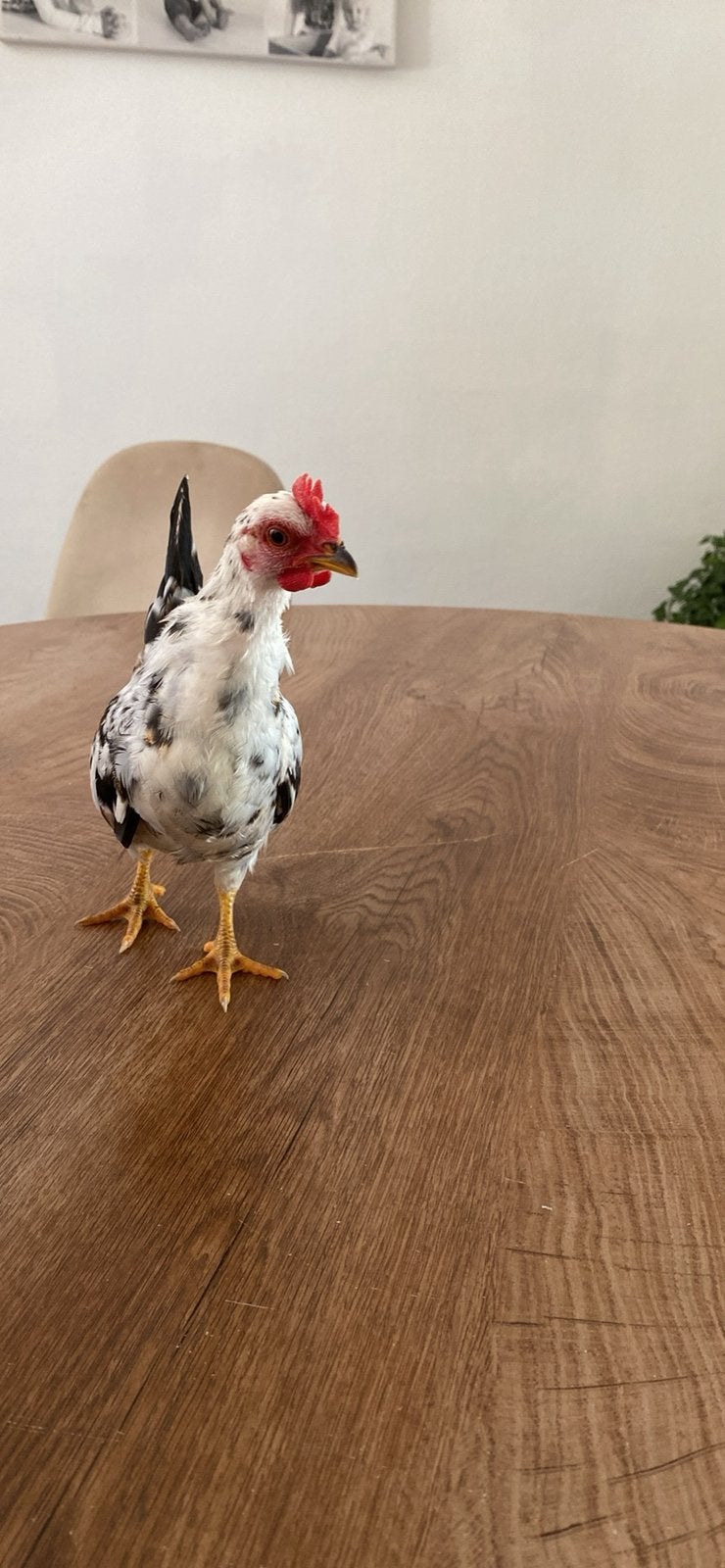 Meerdere bonte serama haantjes, Dieren en Toebehoren, Pluimvee, Mannelijk, Kip