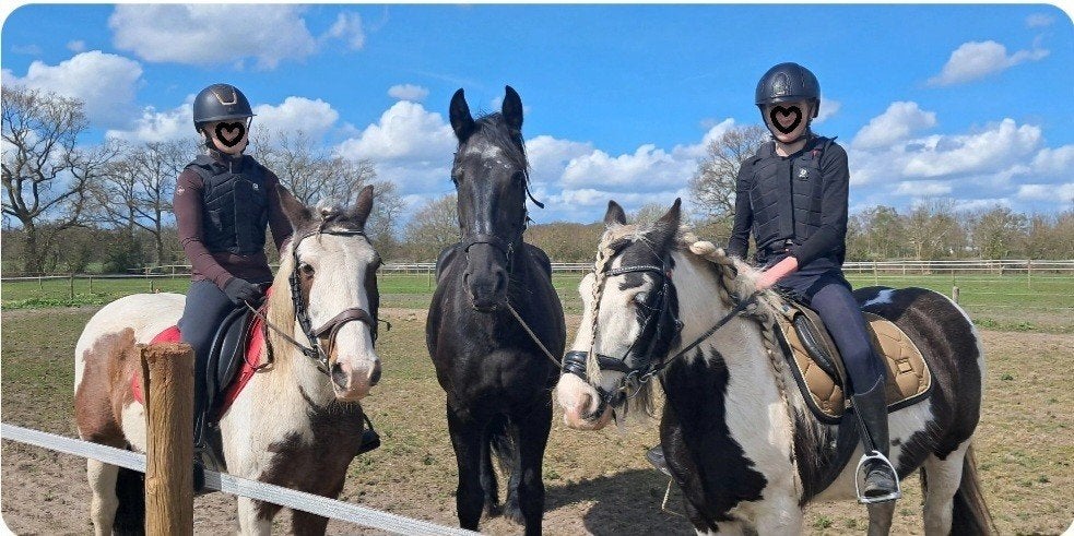 Paarden opvang bij PetronellaHoeve in Peize, Diensten en Vakmensen, Pension of Dagopvang
