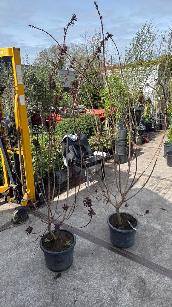 Pruiken boom struik mooi vertakt 19,95, Ophalen, Overige soorten, Struik, 100 tot 250 cm