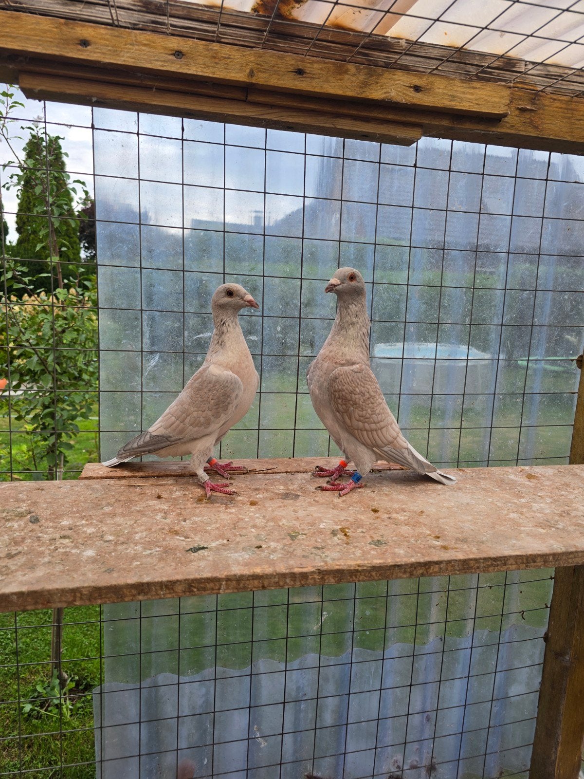 Reduced postduiven duiven te koop, Dieren en Toebehoren, Meerdere dieren, Postduif