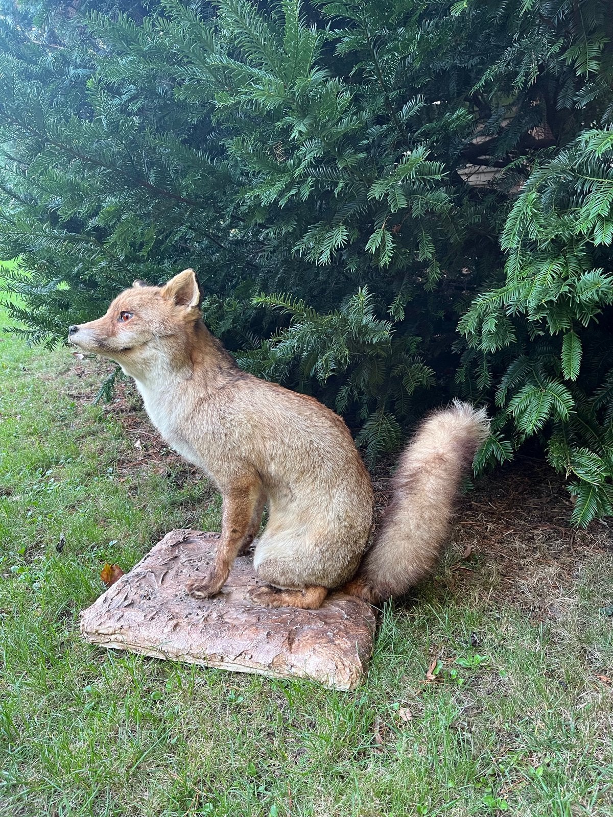Opgezette vos op plateau - Natuurgetrouw en decoratief, Ophalen, Gebruikt, Wild dier, Opgezet dier