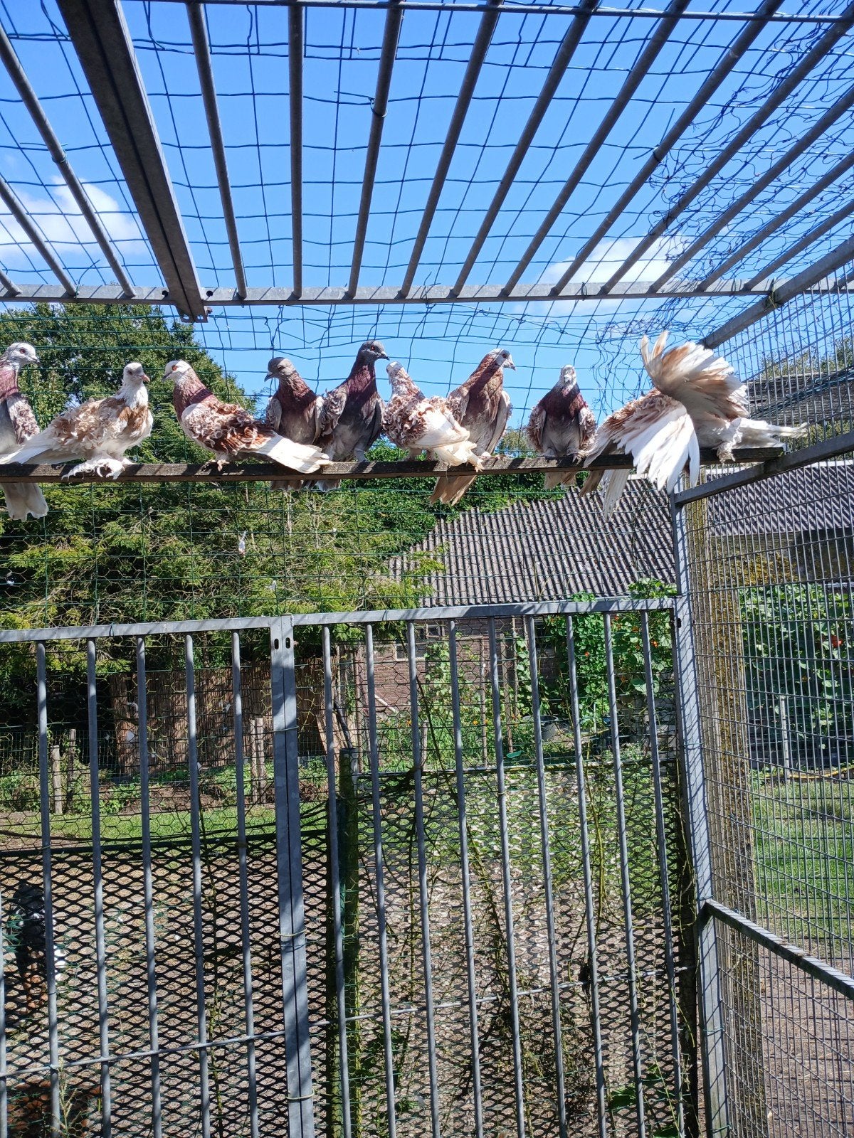 krulduiven., Dieren en Toebehoren, Vogels | Duiven, Meerdere dieren, Overige soorten
