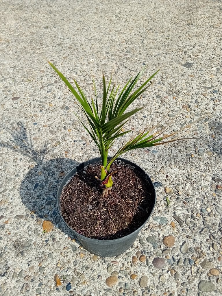 Phoenix Canariensis, Overige soorten, Volle zon, Vaste plant, Ophalen of Verzenden