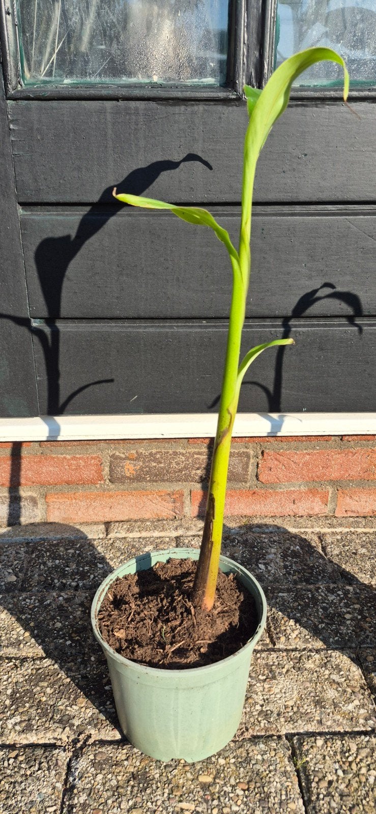 Bananenplant (Musa) - Jonge plant in pot, Volle zon, Vaste plant, Bloeit niet, Ophalen