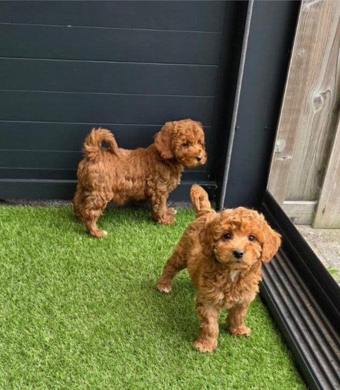 Leuke Multipoo, Dieren en Toebehoren, 8 tot 15 weken, Teef, Eén hond, CDV (hondenziekte)