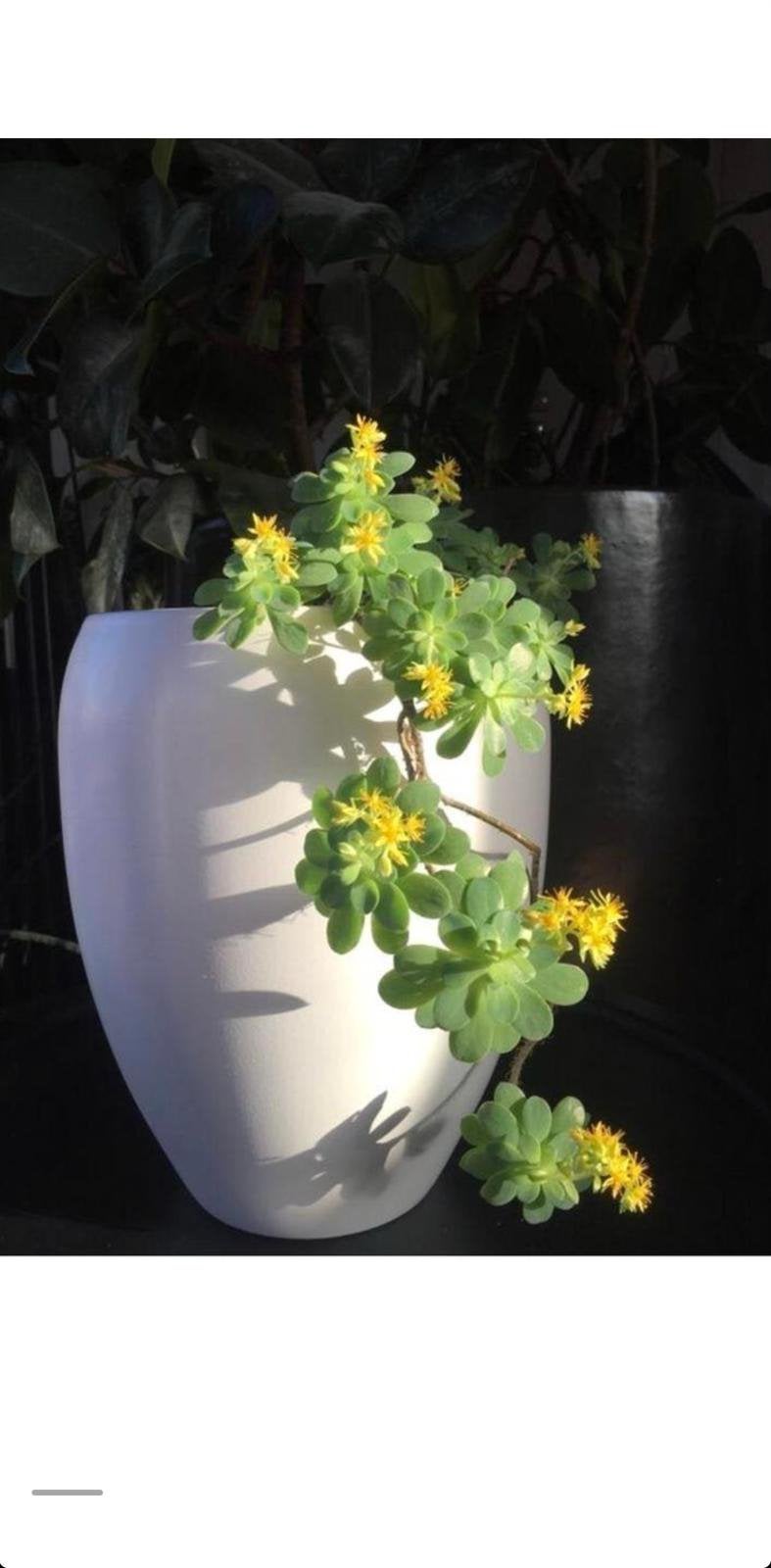 Vintage witte bloempot 29cm bio bloeiende kamerplant, Ophalen, Rond, Binnen, Zo goed als nieuw