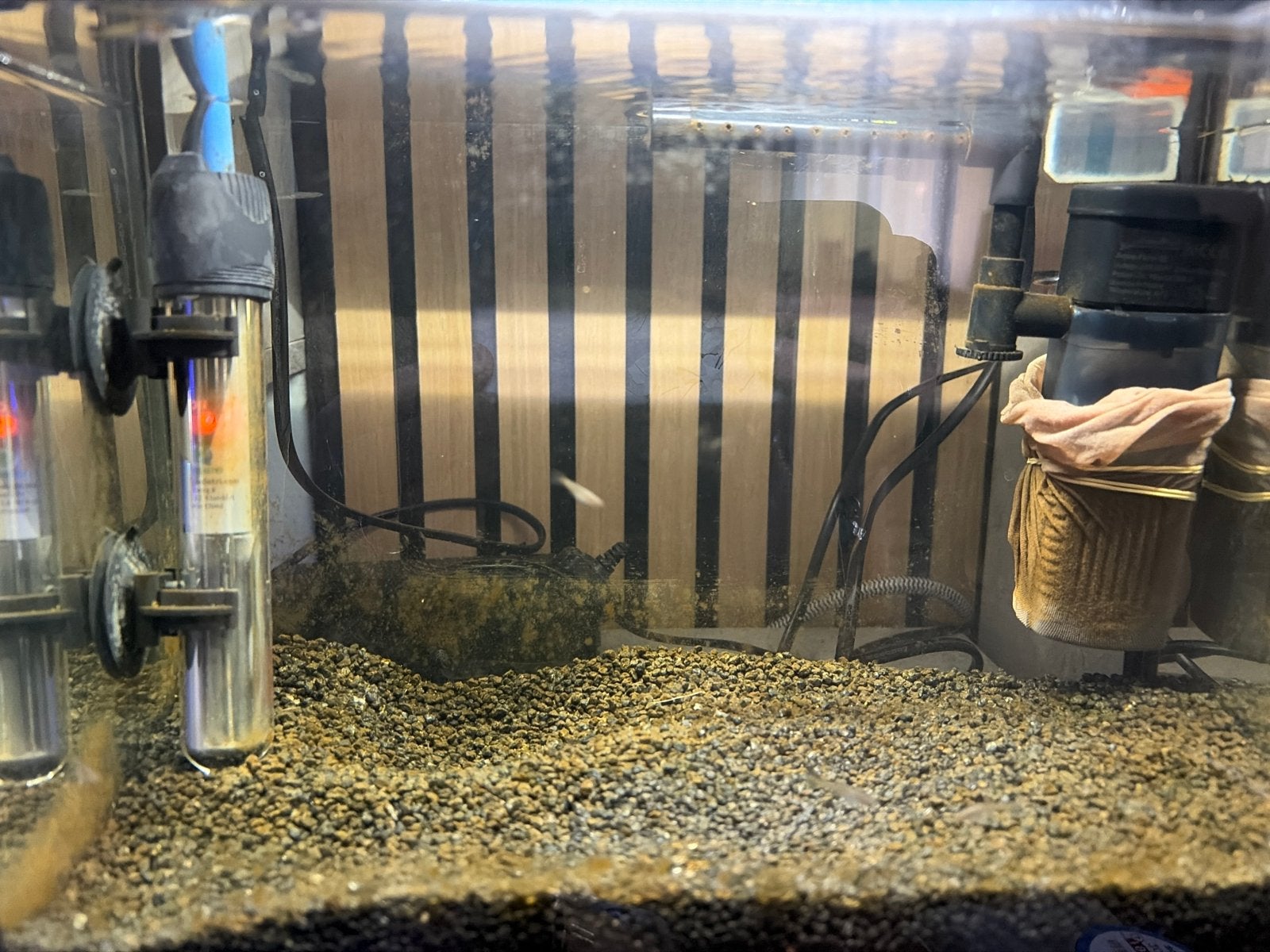 Baby guppy’s 6 stuks, Dieren en Toebehoren, Vis, Zoetwatervis