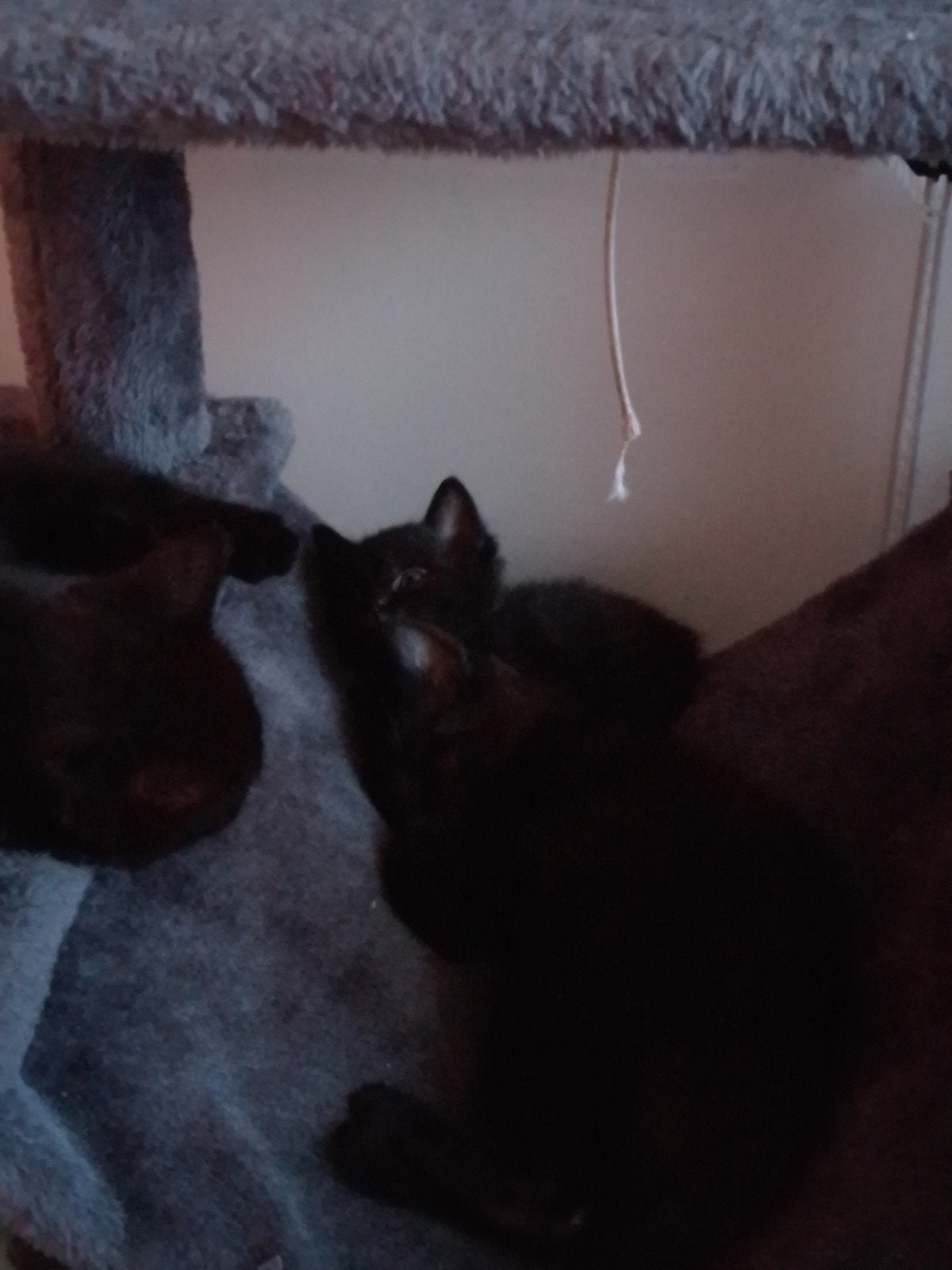 kittens