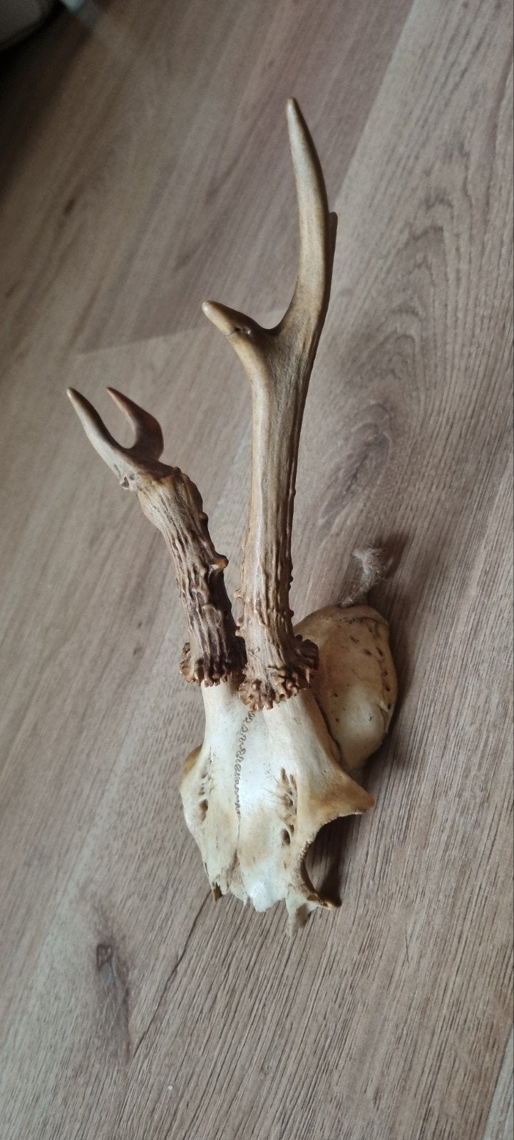 Herten schedel met hanger, Verzamelen, Ophalen, Zo goed als nieuw, Hert, Schedel