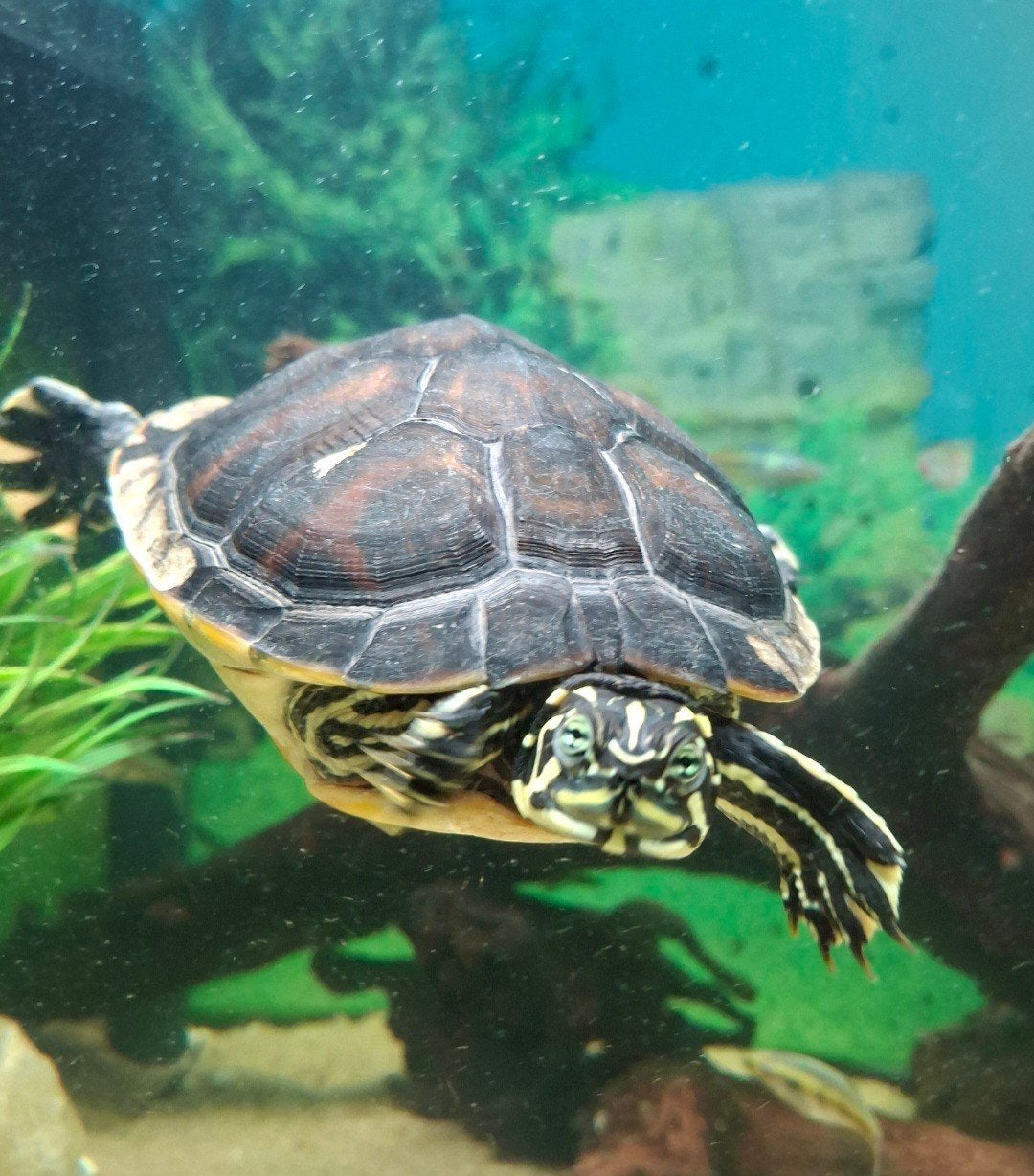 Schildpad. Vrouw. 1.5 jaar oud., Dieren en Toebehoren, Schildpad, 0 tot 2 jaar