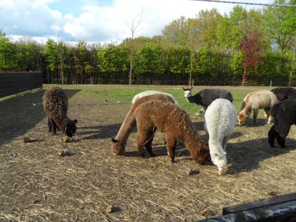 alpaca's, Dieren en Toebehoren, Juni, Vrouwelijk