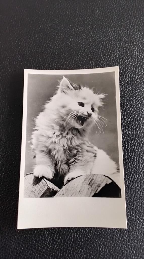 Vintage foto van een boze kitten - Zwart-wit, Gebruikt, Foto, Ophalen of Verzenden, Voor 1940