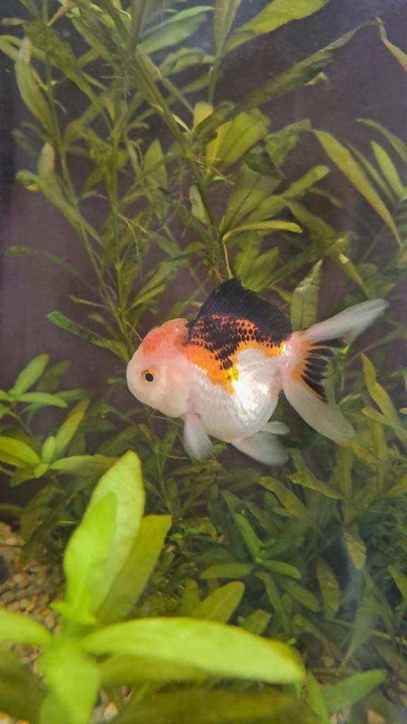 Oranda goudvis, Dieren en Toebehoren, Vissen | Aquariumvissen, Vis