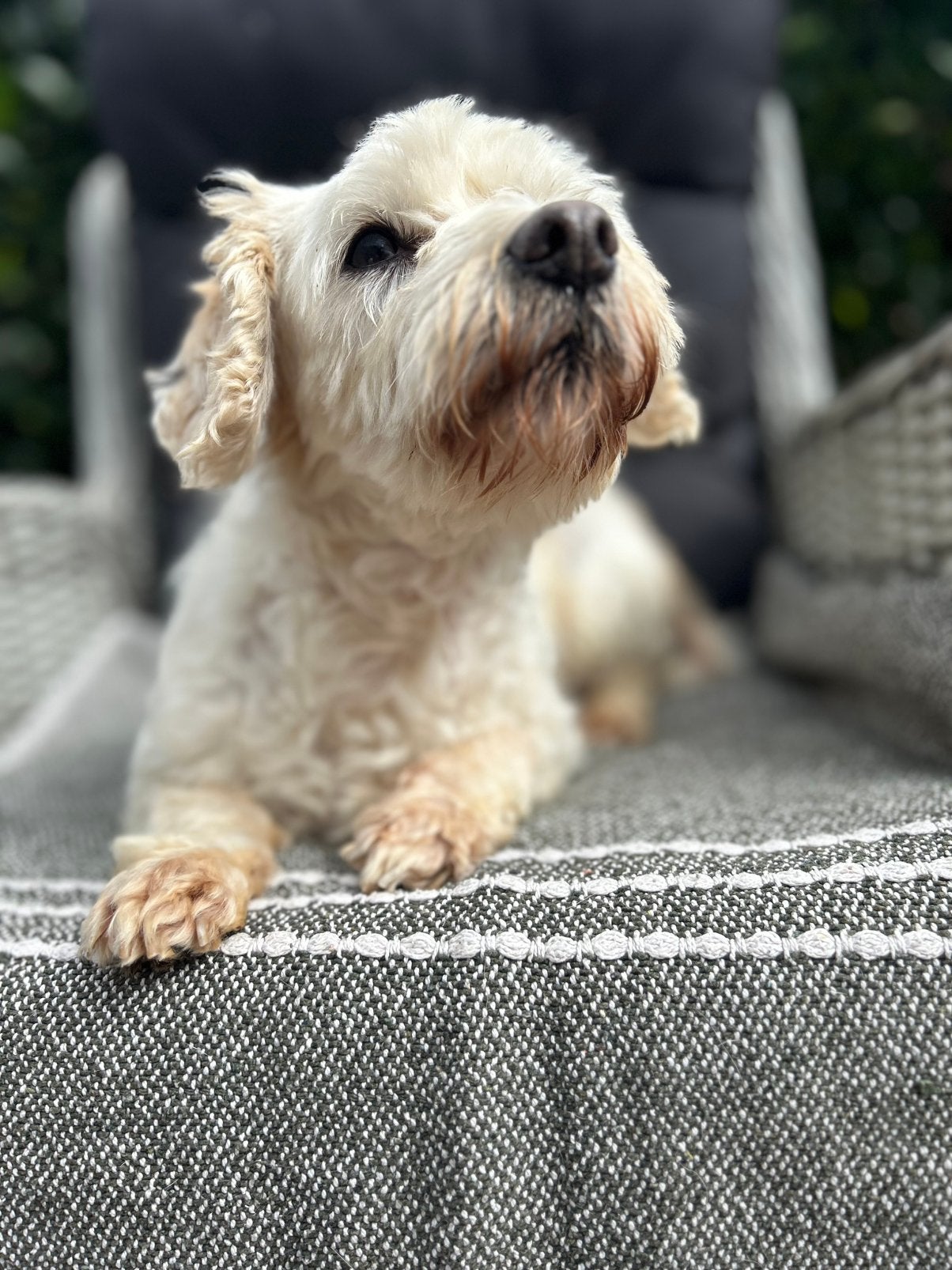 Lola, malteser mix meisje gest 11 jaar, Dieren en Toebehoren, 6 jaar of ouder, Maltezer, Particulier, Buitenland
