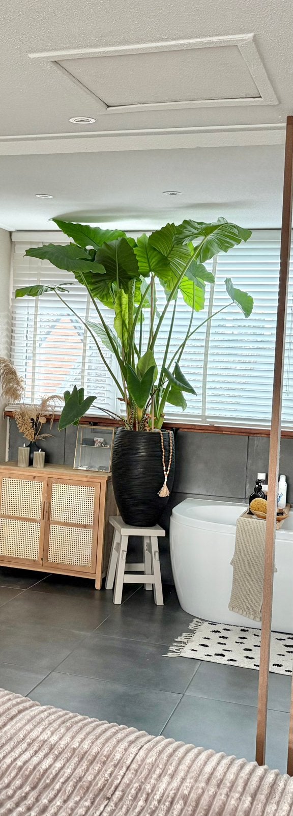 Grote olifantsoor met zwarte pot van Capi compleet, Ophalen, Overige soorten, Halfschaduw, In pot