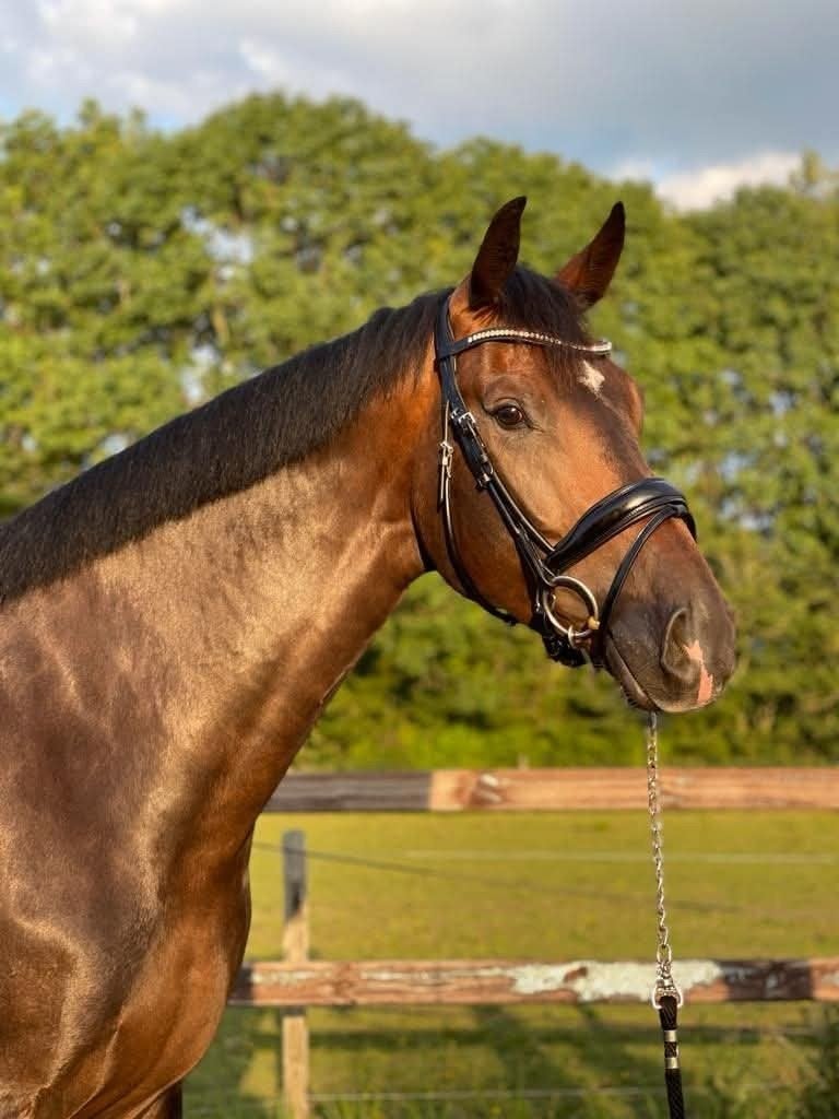 Grondwerk & coaching - 11jr KWPN, Met stamboom, Ruin, Niet van toepassing, 170 tot 175 cm