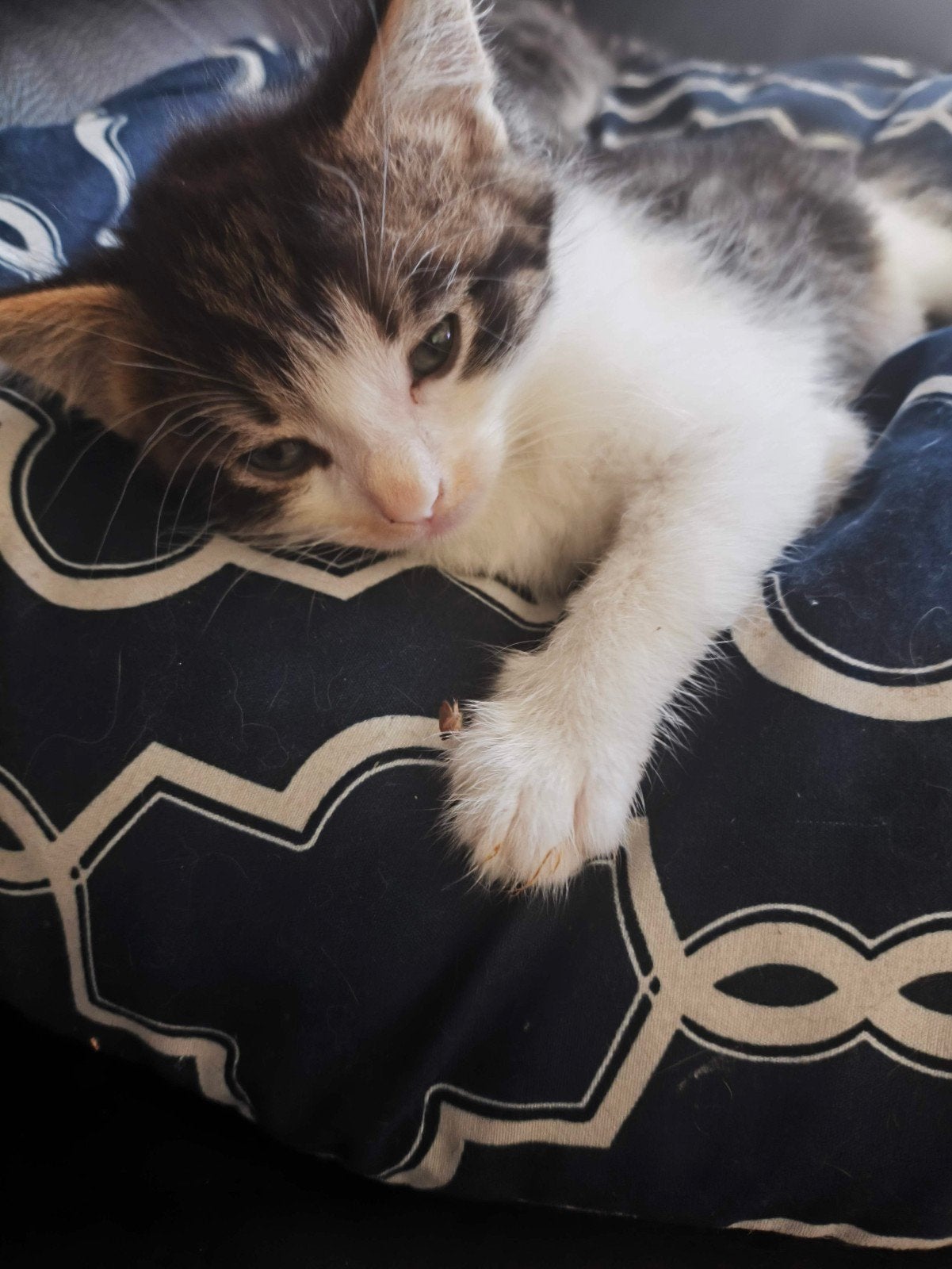 Halve Noorse boskat kittens, Meerdere dieren, Ontwormd