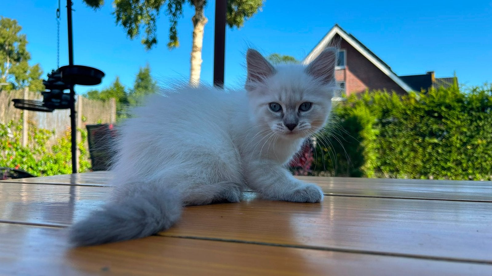 Prachtige Raszuivere Ragdoll kittens, Meerdere dieren, Gechipt, 0 tot 2 jaar