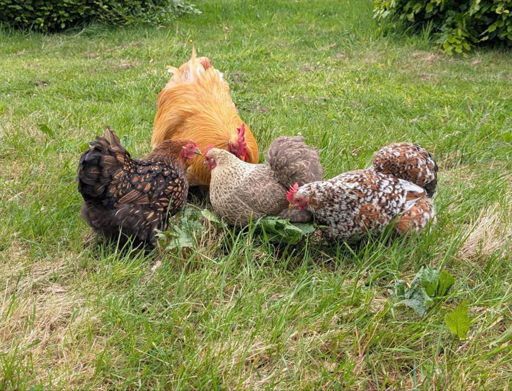 Cochin krielhaan evt icm Cochin kippen, Dieren en Toebehoren, Ophalen, Zo goed als nieuw, Kippenhok of Kippenren