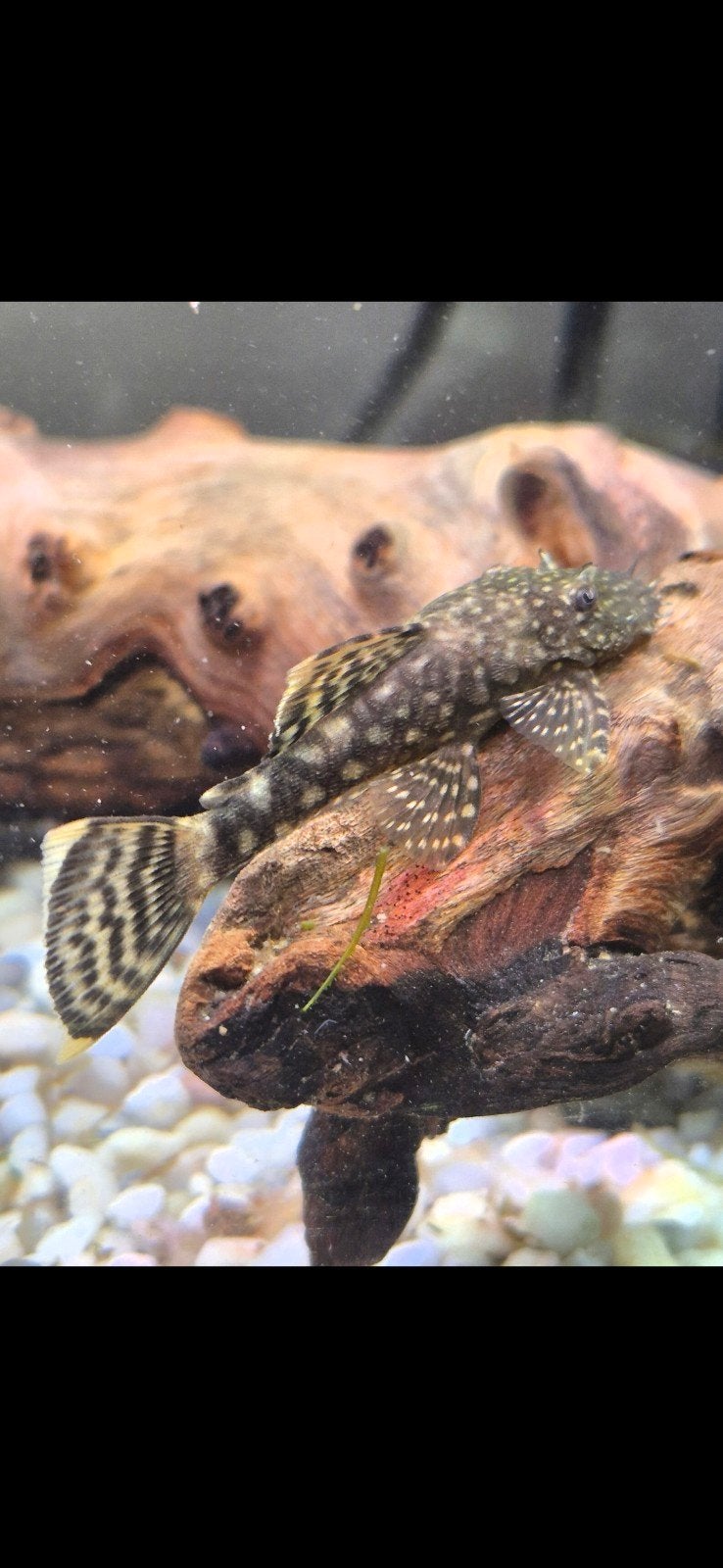 borstelneus ancistrus / algeneter, Dieren en Toebehoren, Vis