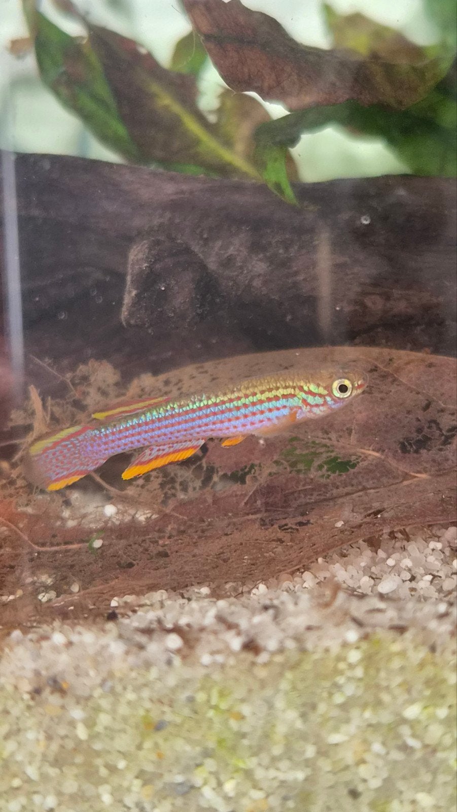 Aphyosemion striatum Killivis, Dieren en Toebehoren, Vissen | Aquariumvissen, Vis, Zoetwatervis