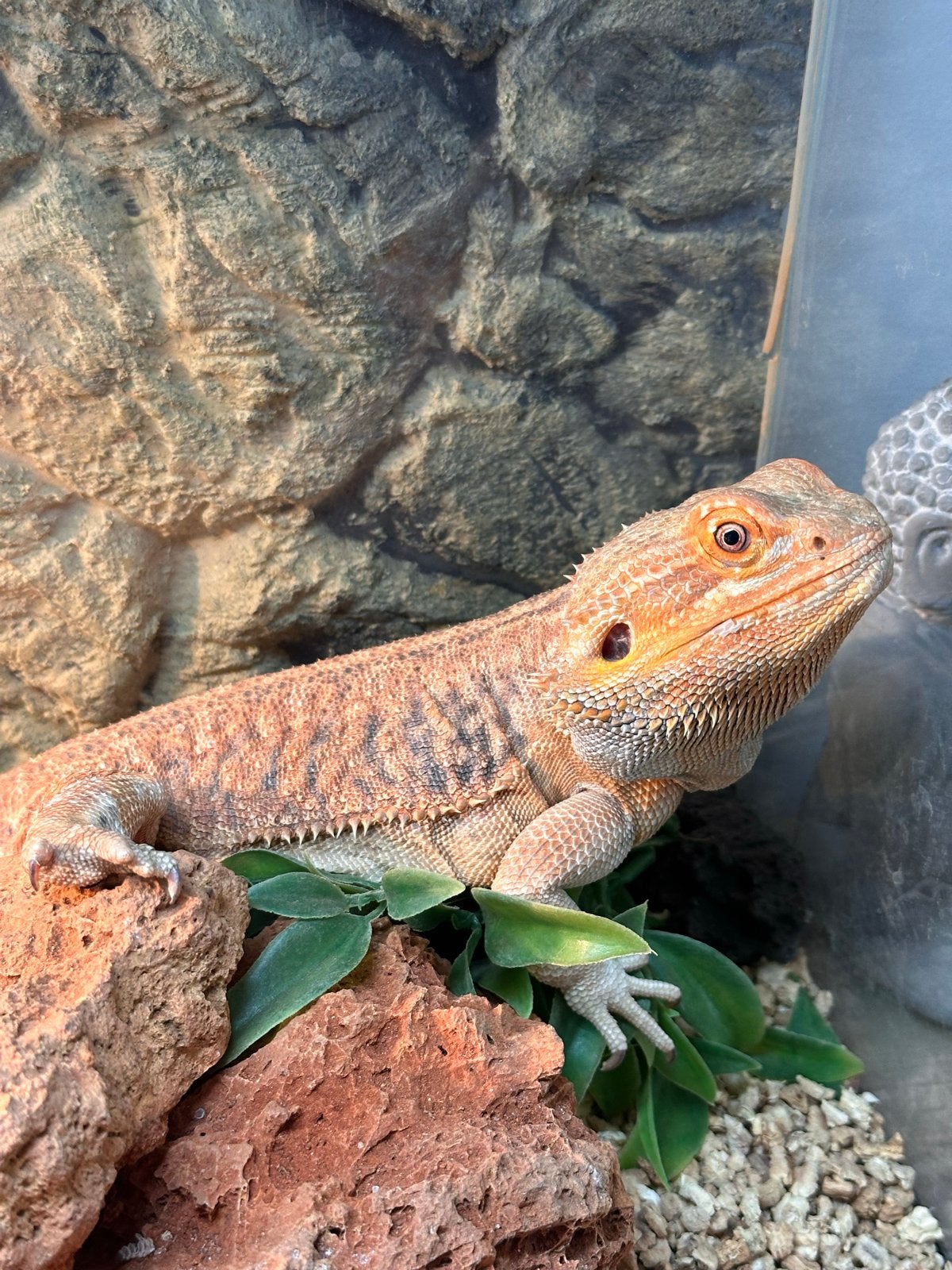Baardagaam incl verblijf Bearded Dragon - unknown for sale from Nikita Versteeg