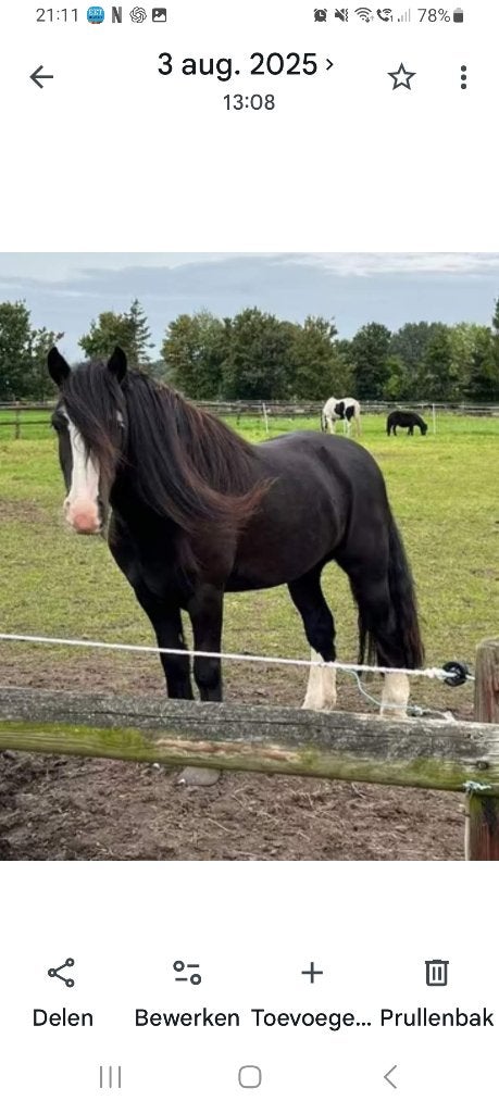 Grote C Tinker en grote D Fell pony te koop , omschrijving, Dieren en Toebehoren, Gechipt, Ruin, Zadelmak, 3 tot 6 jaar