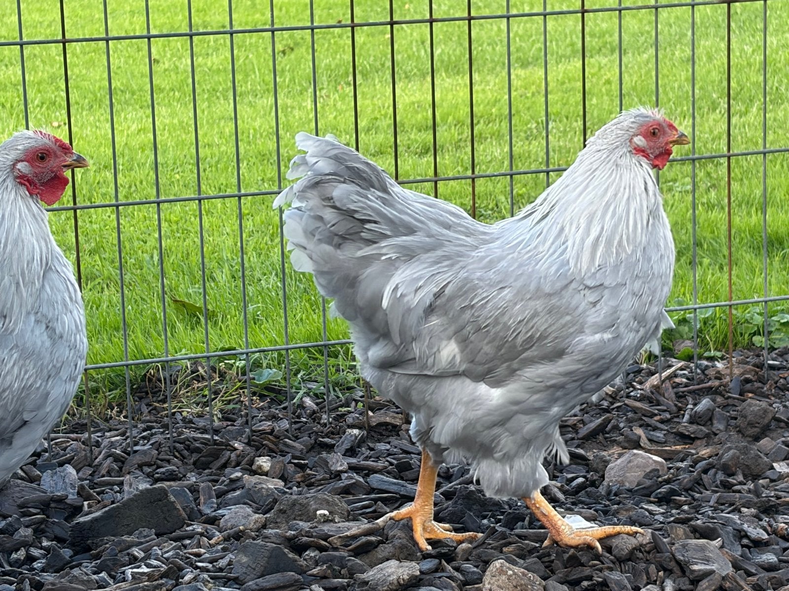 Parelgrijs wyandotte kriel haan, Dieren en Toebehoren, Mannelijk, Kip