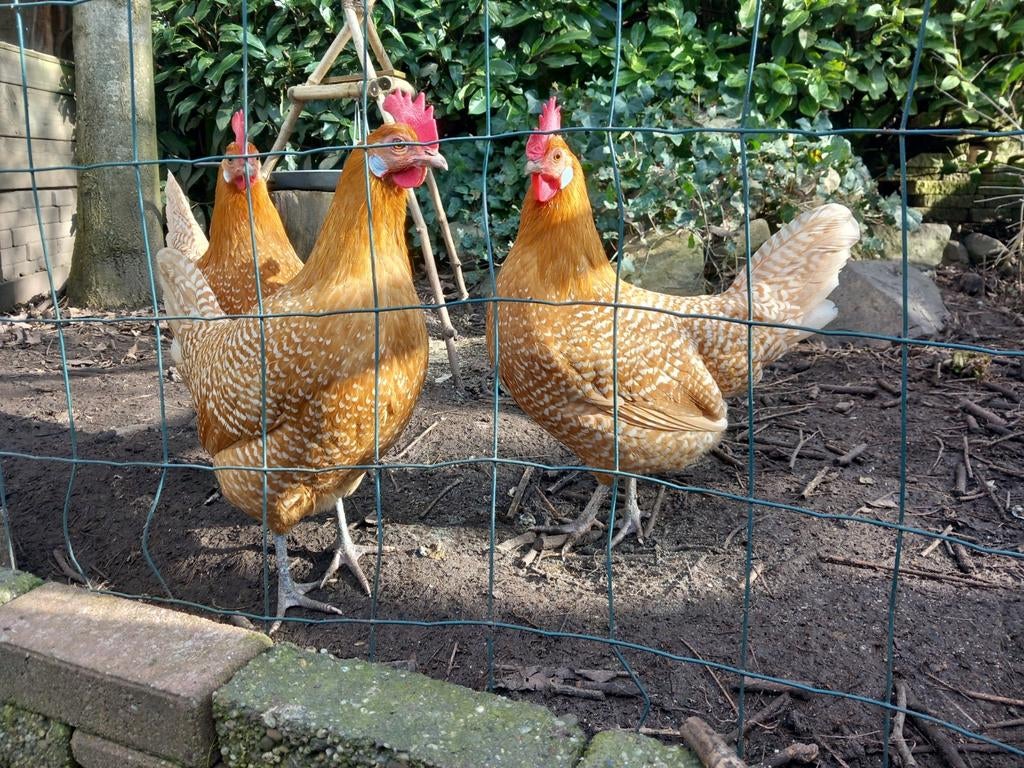 Friese Hoen, Dieren en Toebehoren, Pluimvee, Vrouwelijk, Kip