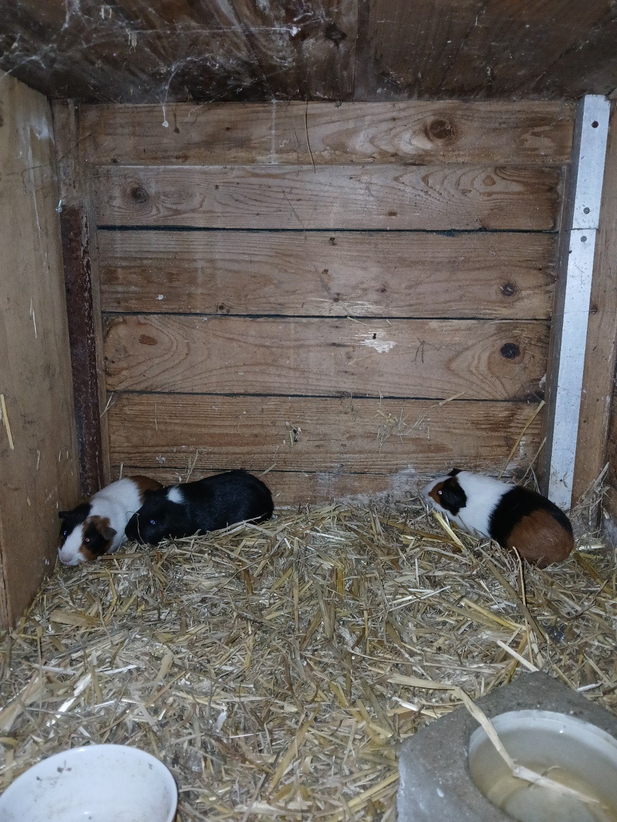 jonge cavia zeugjes, Dieren en Toebehoren, Augustus, Vrouwelijk, Cavia