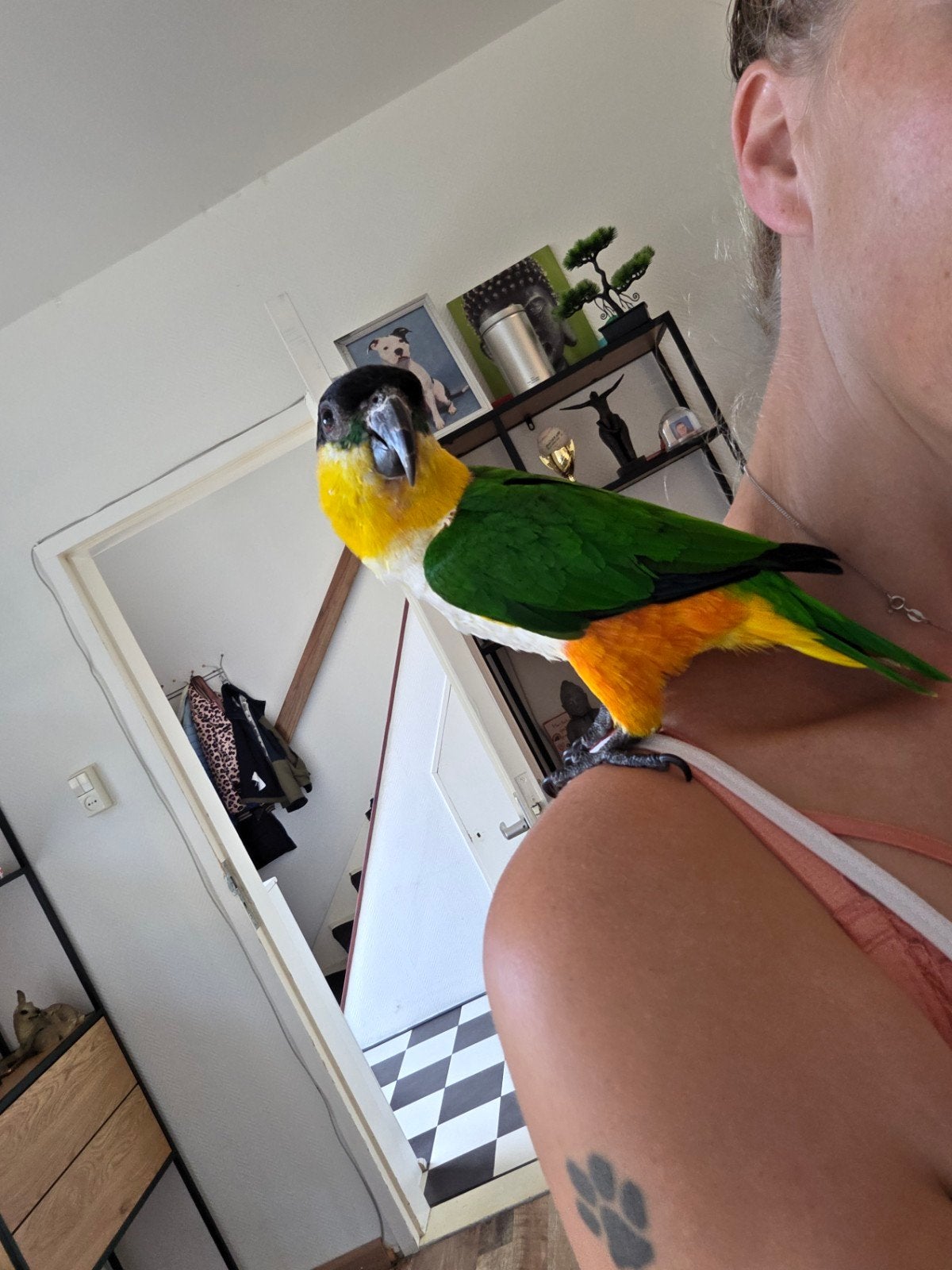 tamme zwartkop caique, Mannelijk, Papegaai
