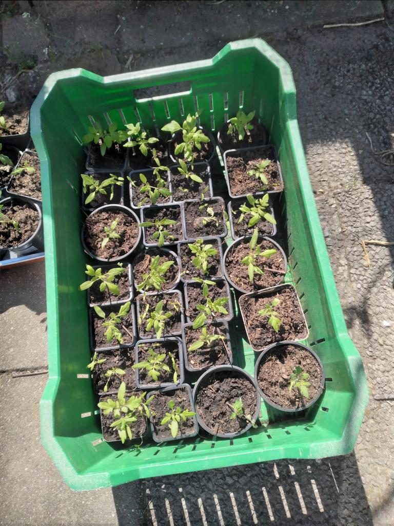 Biologische Trostomaten Plantjes - Vers van Eigen Kweek, Tuin en Terras, Ophalen, Volle zon, Groenteplanten, Eenjarig