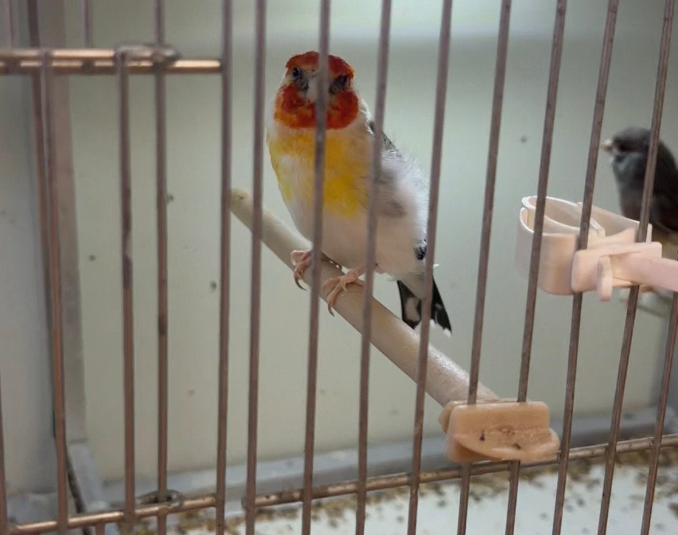 Major putter man, Mannelijk, Wildzangvogel