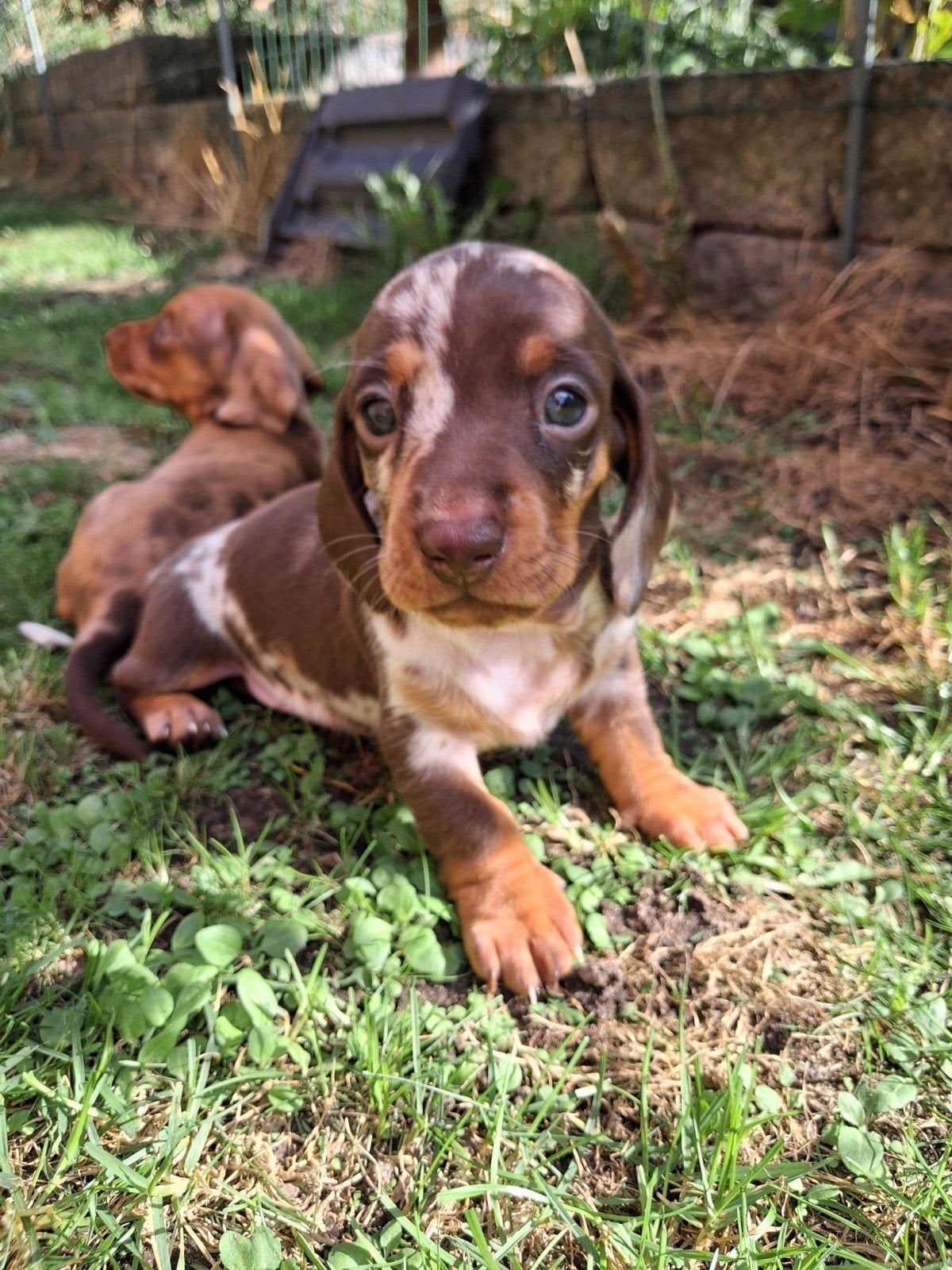 knappe teckelpups korthaar, Dieren en Toebehoren, 8 tot 15 weken, Korthaar, Dwerg, Meerdere