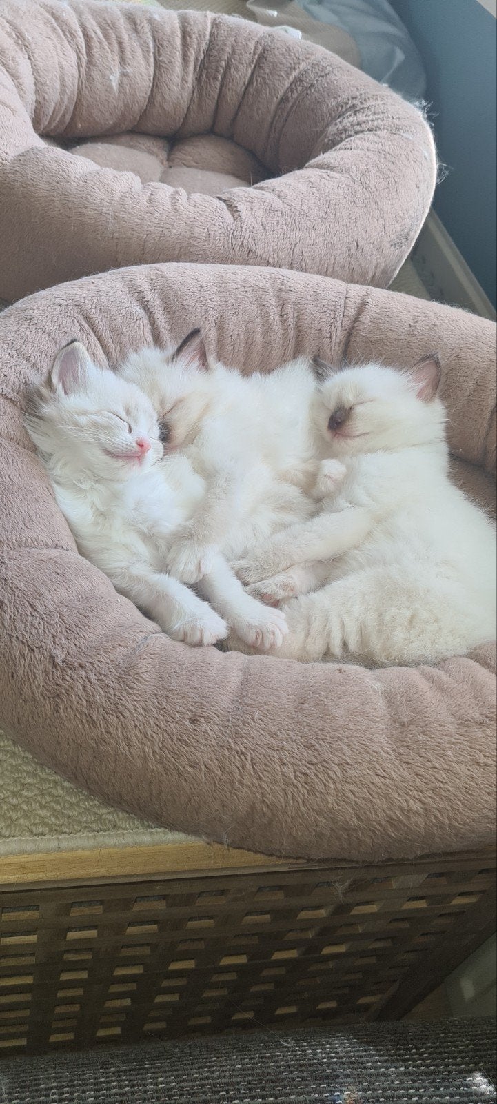 Lieve ragdoll kittens met stamboom, Dieren en Toebehoren, Katten en Kittens | Overige Katten, Langharig, Kater, 0 tot 2 jaar