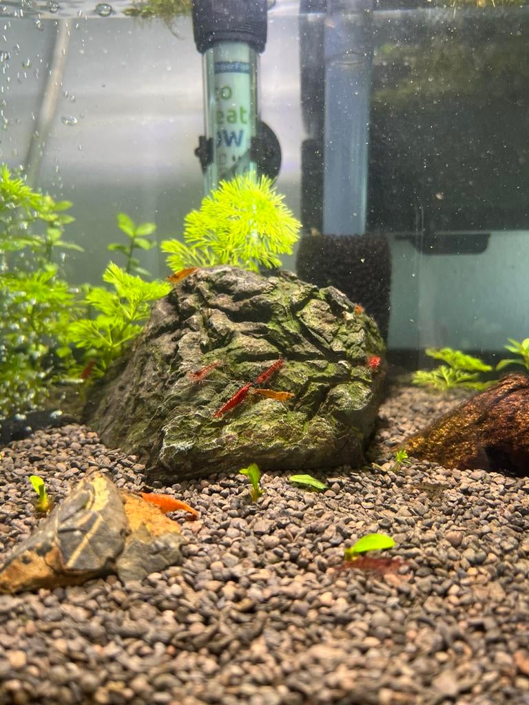 6 stuks Garnalen aguarium neo garnalen rood en oranje, Dieren en Toebehoren, Vissen | Aquariumvissen, Kreeft, Krab of Garnaal