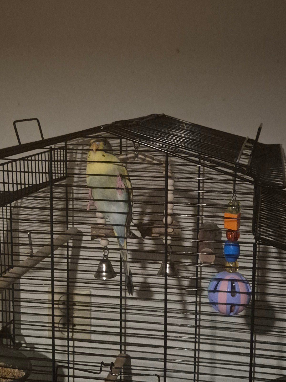 Grasparkiet 9 weekjes, Dieren en Toebehoren, Vogels | Parkieten en Papegaaien, Mannelijk, Parkiet